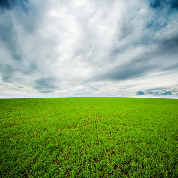 Grüne Wiese — Stockfoto