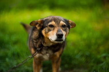 Şirin köpek.