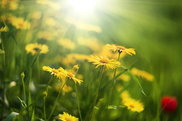 Yellow flowers — Stock Photo, Image