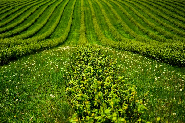 グリーン フィールド — ストック写真