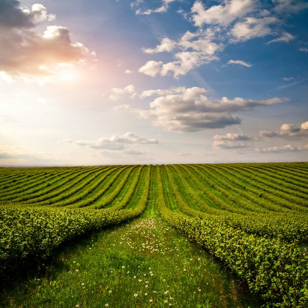 Campo verde — Fotografia de Stock