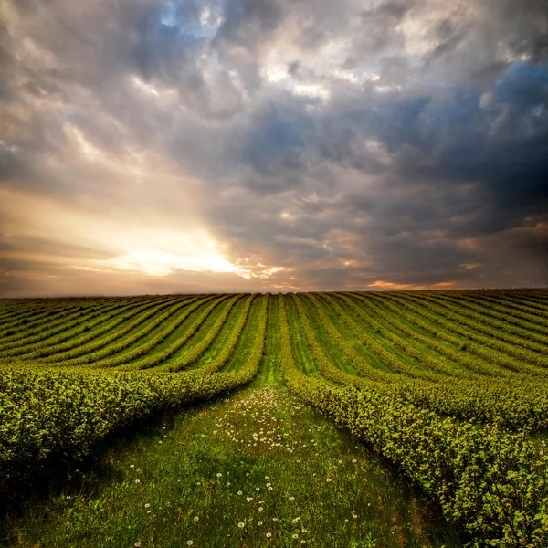 Campo verde — Fotografia de Stock