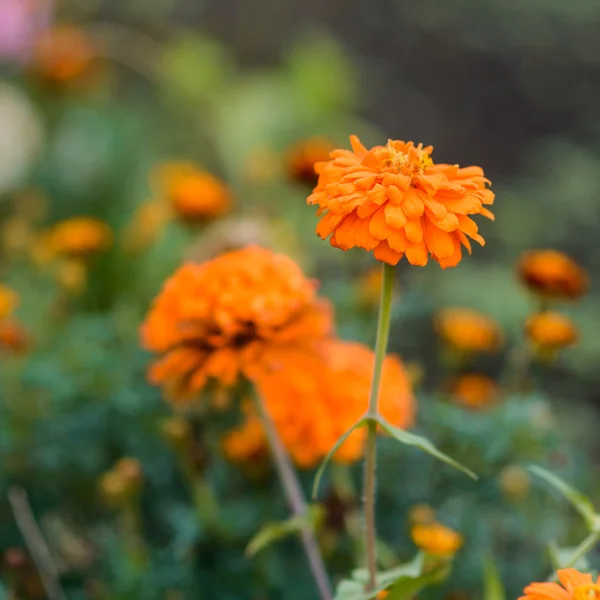 Orange Flowers — Stock Photo, Image