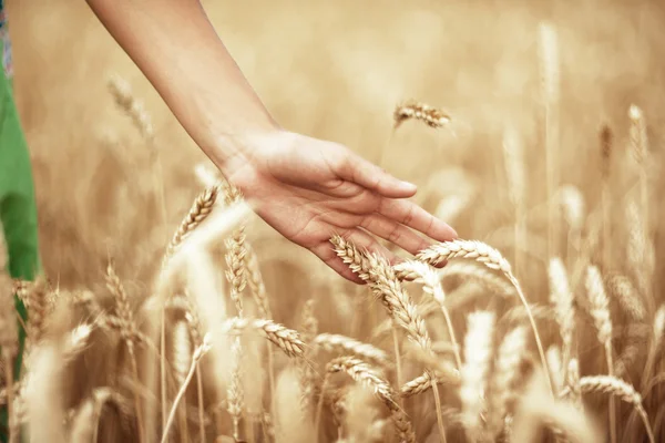 Weizenähren und die Hand Stockbild