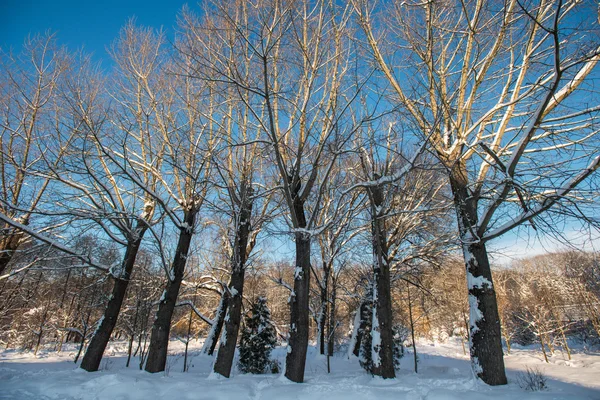 Zimní park — Stock fotografie