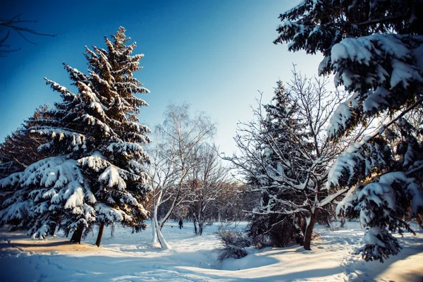 Kış park — Stok fotoğraf