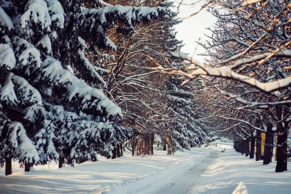 Parque de invierno —  Fotos de Stock