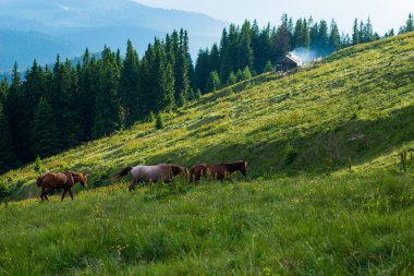 dağ Vadisi ve eski ahşap kulübesi