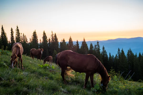 Montanhas Cárpatas — Fotografia de Stock