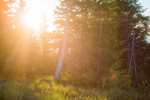 Lumière du soleil à travers les sapins — Photo