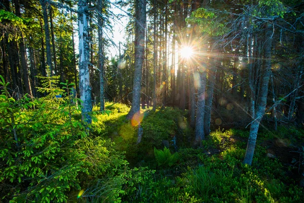 Lumière du soleil à travers les sapins — Photo