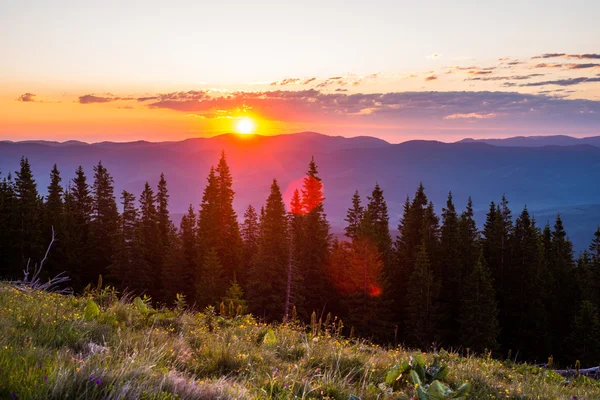 Sommerlandschaft — Stockfoto