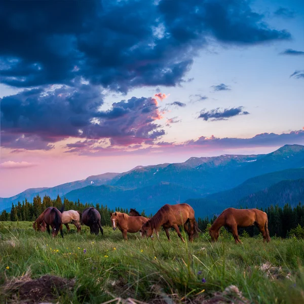 Karpatské hory — Stock fotografie