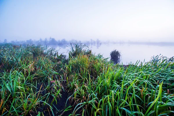 Swamp area — Stock Photo, Image