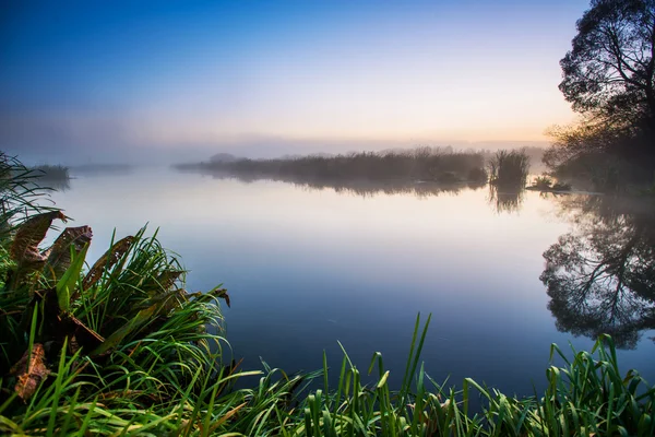 Swamp area — Stock Photo, Image