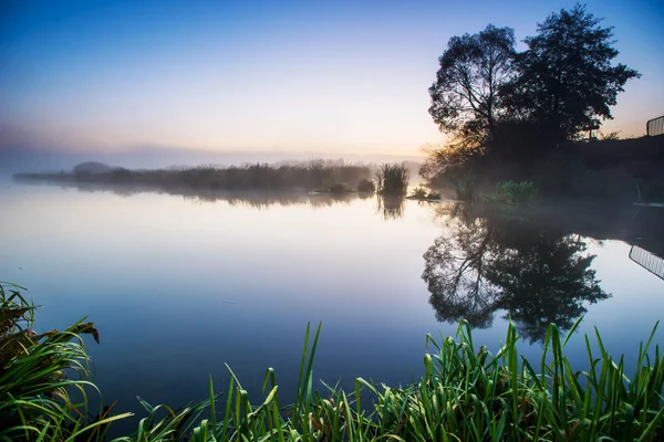 Mysterious morning time in swamp area — Stock Photo, Image