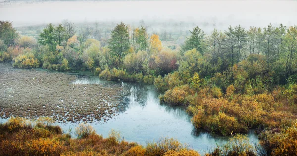 Swamp landscape — Stock Photo, Image