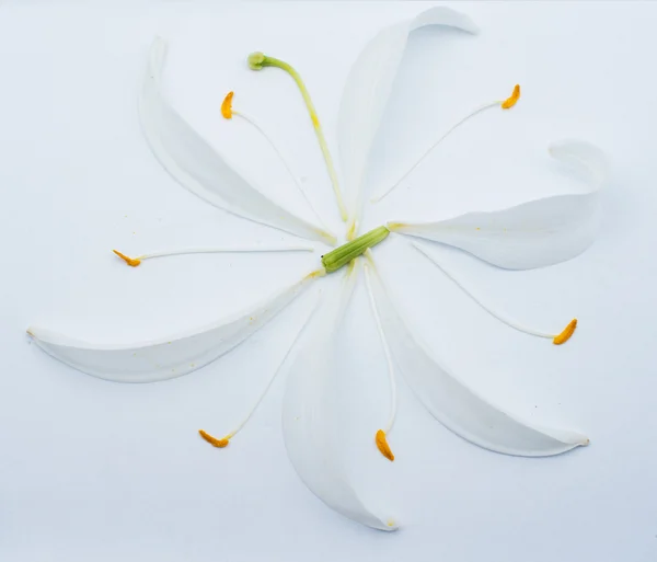 Flower on White — Stock Photo, Image