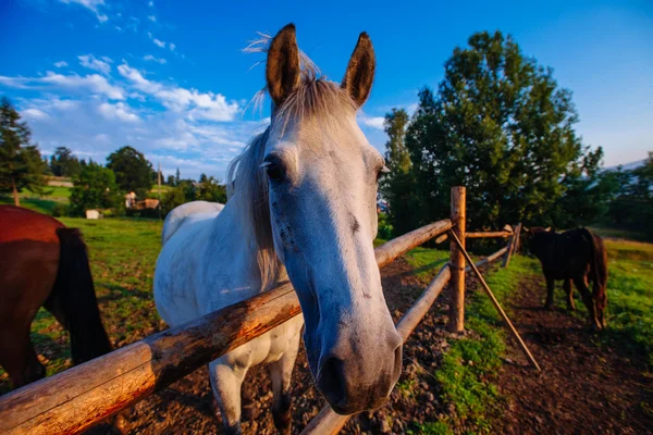 Maulkorb-Pferd — Stockfoto