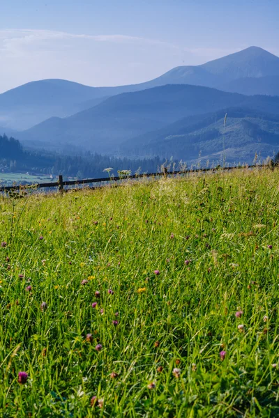 Red clover — Stock Photo, Image