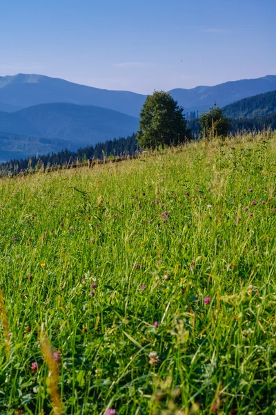 Red clover — Stock Photo, Image