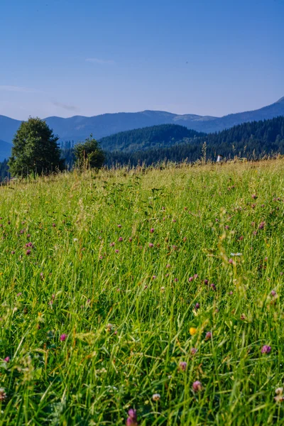 Mysteriöse Morgenstunde in Sumpfgebiet — Stockfoto