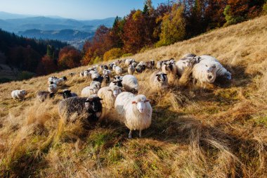 Koyun sürüsü bir sahada grazes