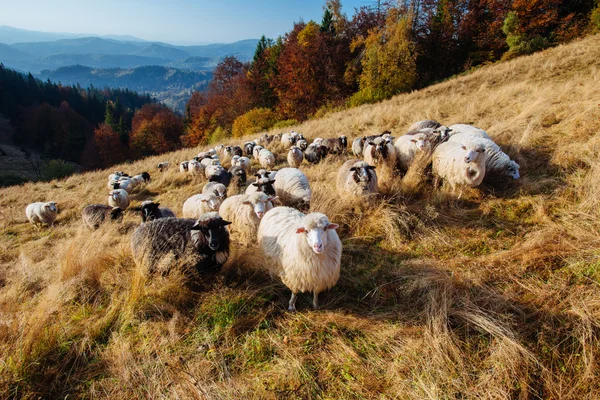A flock of sheep grazes on a field — Stock Photo, Image