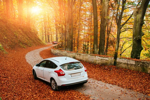 Coche en un sendero forestal Fotos de stock