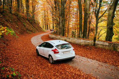 Araba bir orman yolu üzerinde