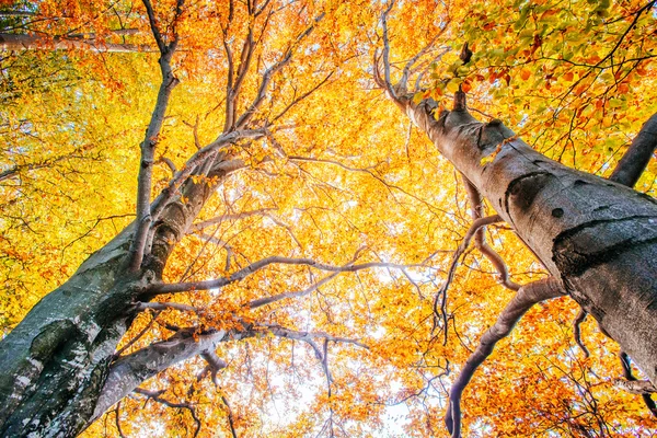 Sonbahar manzara içinde dolambaçlı yol — Stok fotoğraf