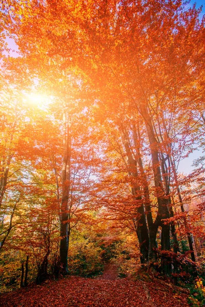 Lancha de otoño —  Fotos de Stock