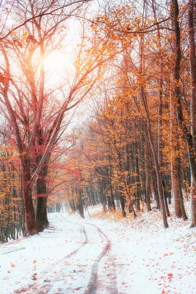 Första snön i skogen. — Stockfoto
