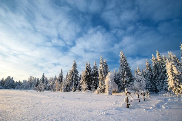 Winter landscape trees in iniyi — Stock Photo, Image