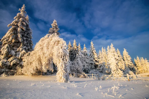 Winter landscape trees in iniyi — Stock Photo, Image