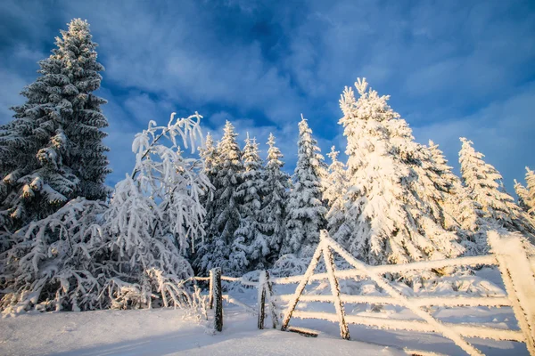 Vinter landskap träd i iniyi — Stockfoto