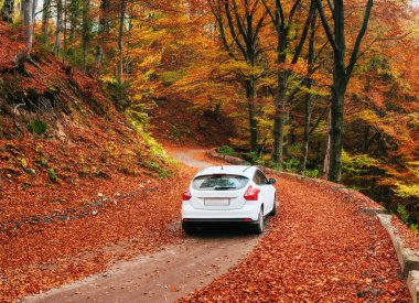 autumn alley