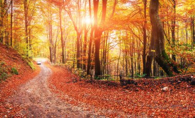 autumn alley