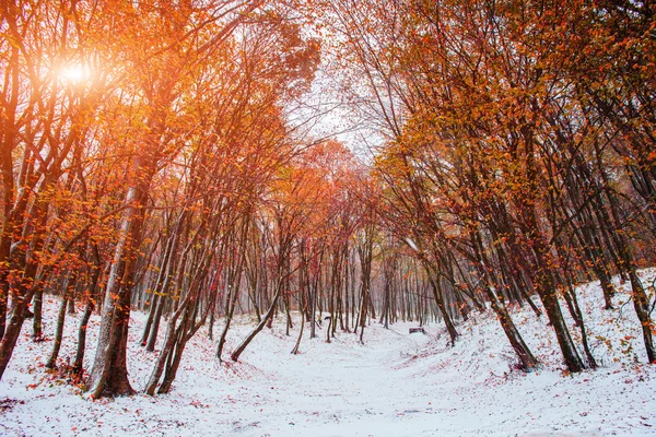 Primeros días de invierno — Foto de Stock