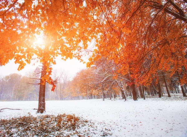 First Snow — Stock Photo, Image