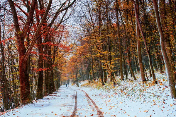 Primera nieve en el bosque . — Foto de Stock