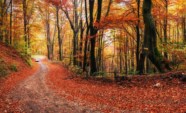 Autumn alley — Stok fotoğraf