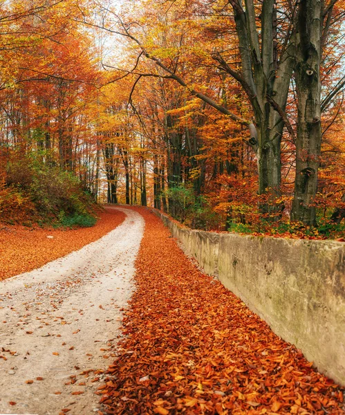 가을 골목 — 스톡 사진