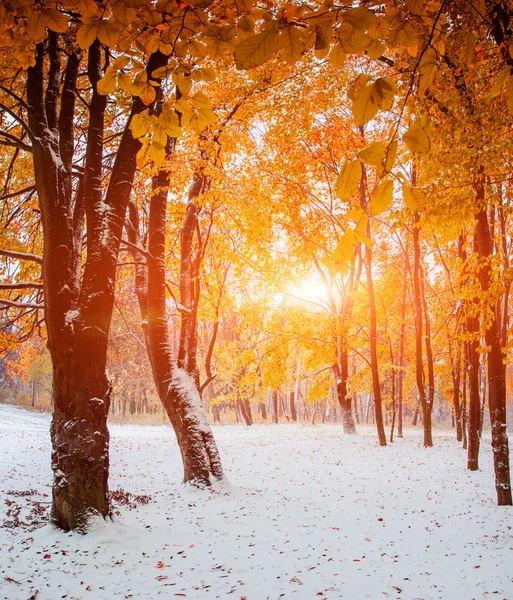 Der erste Schnee — Stockfoto