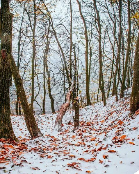 Primeira neve — Fotografia de Stock