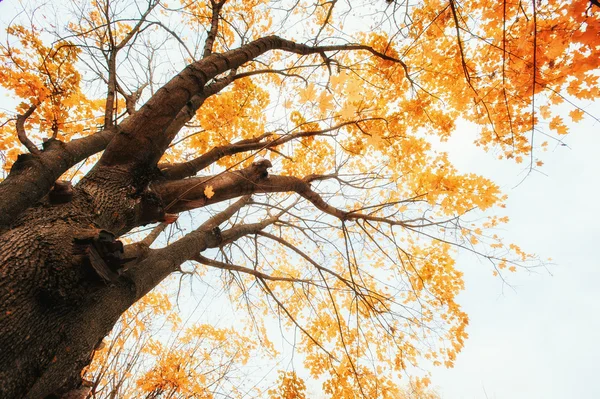 Sonbahar altın yaprağı — Stok fotoğraf