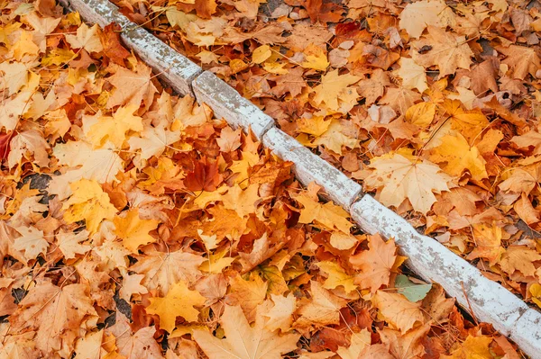 Renkli sonbahar yaprakları — Stok fotoğraf