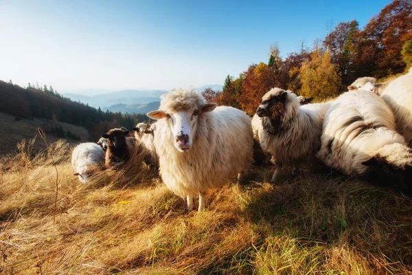 Un gregge di pecore pascola su un campo — Foto Stock