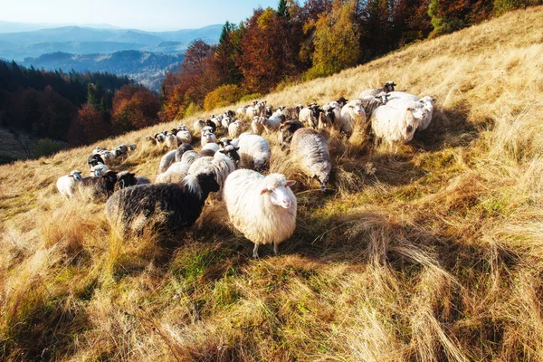 Gregge di pecore — Foto Stock