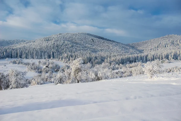 Inverno mágico neve árvore coberta — Fotografia de Stock